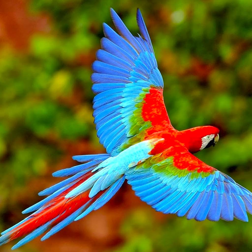 inspiraciones-mincaaves-001