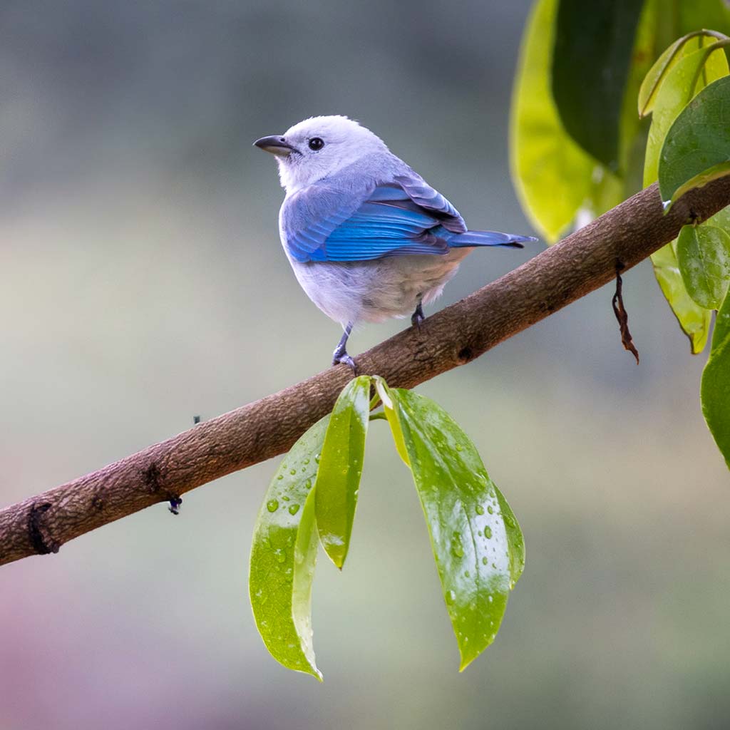 Avistamiento de Aves en Minca