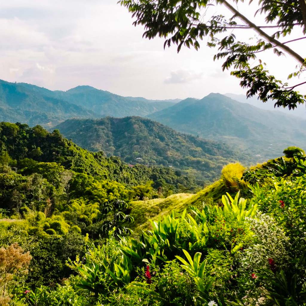 Minca tour del café y cacao