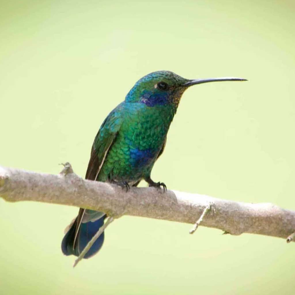 inspiraciones-mincaaves-002